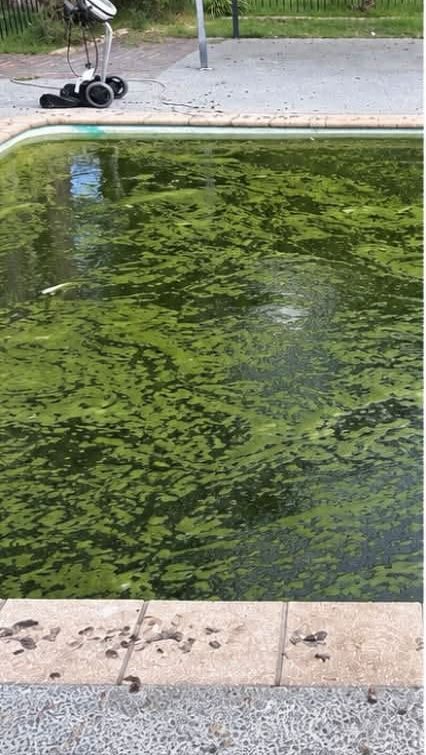 Backyard pool covered in green algae before treatment